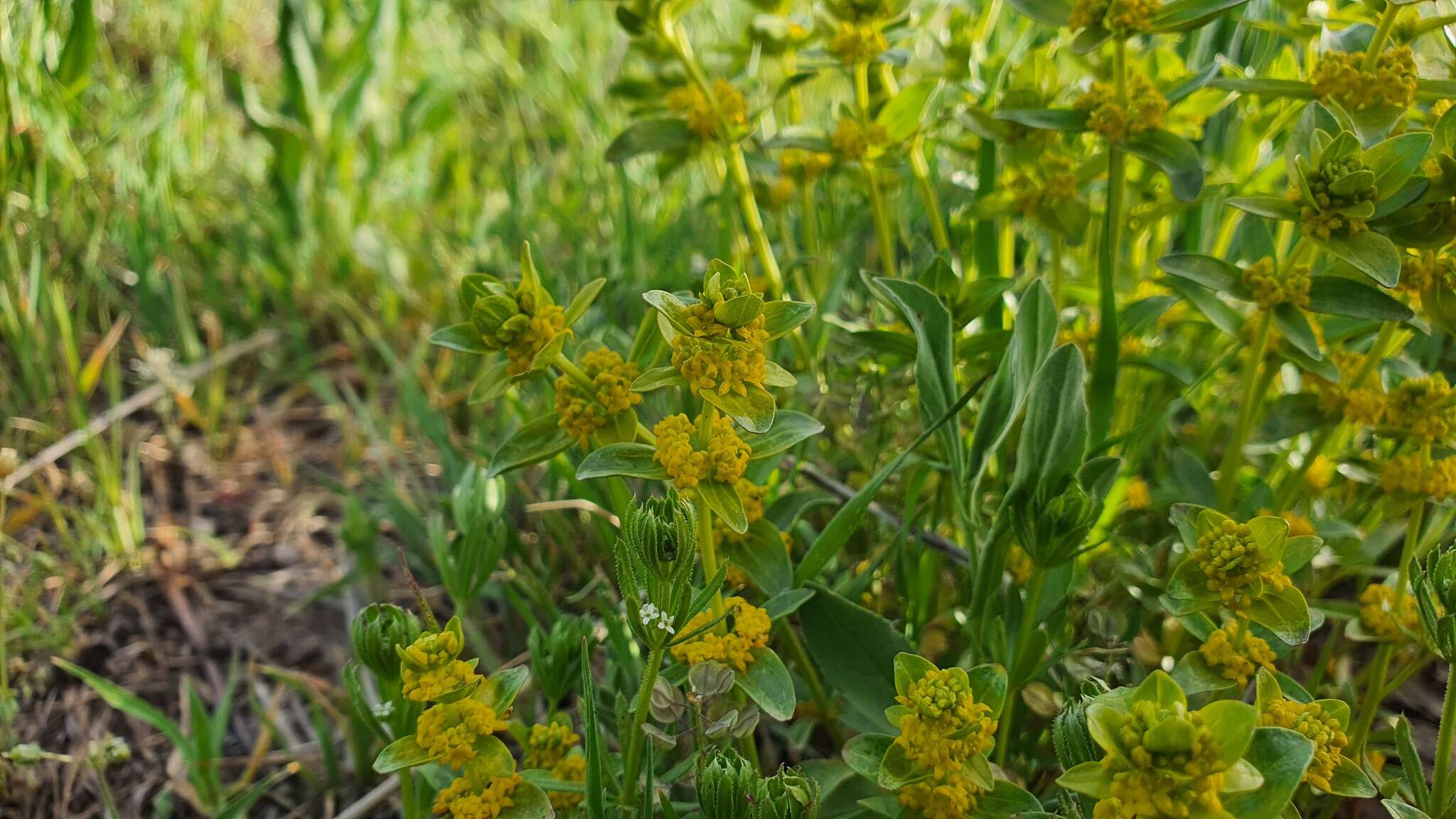 Image of Cruciata taurica subsp. taurica