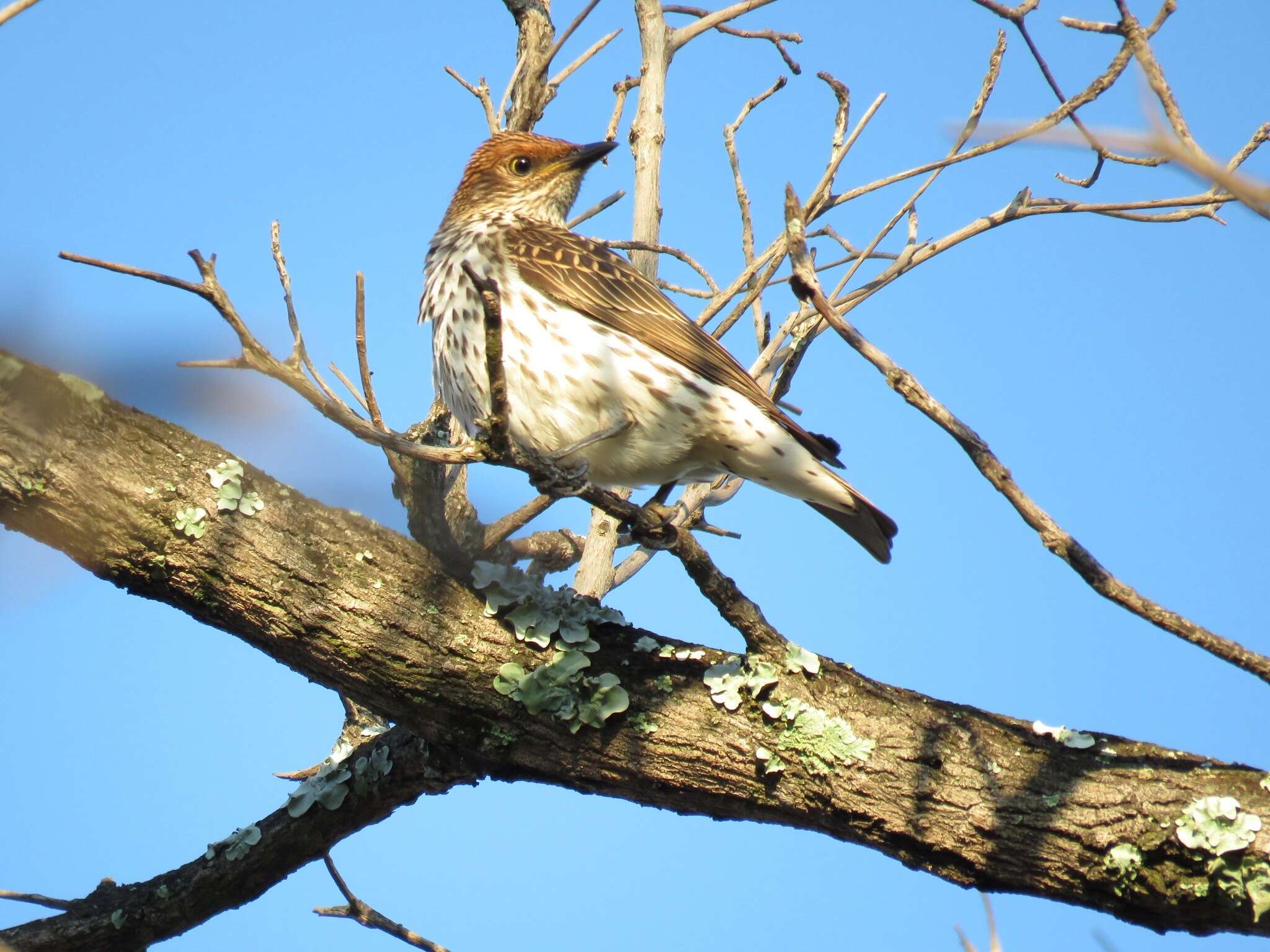 Cinnyricinclus leucogaster verreauxi (Finsch & Hartlaub 1870)的圖片