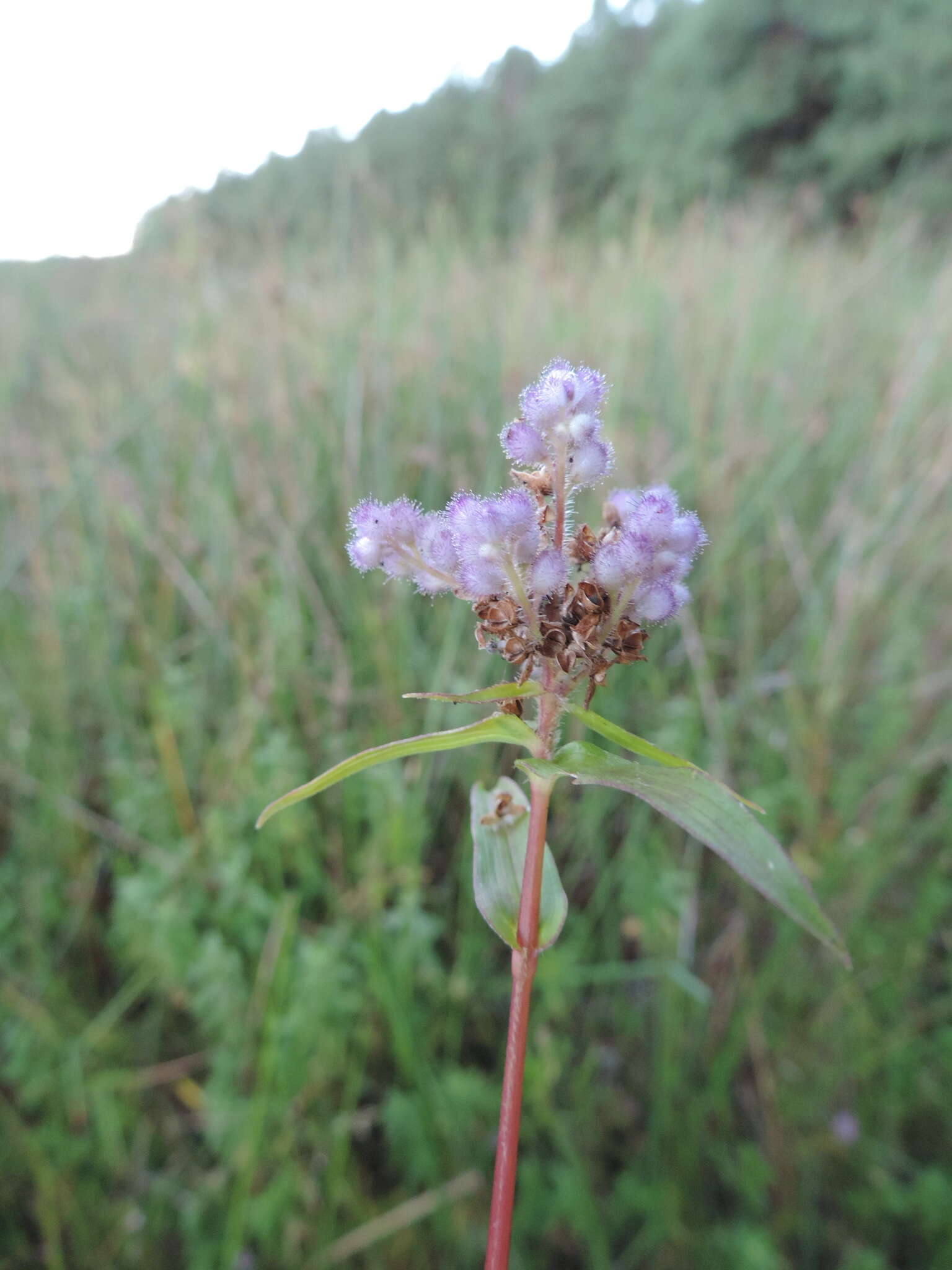 Sivun Floscopa glomerata (Willd. ex Schult. & Schult. fil.) Hassk. kuva