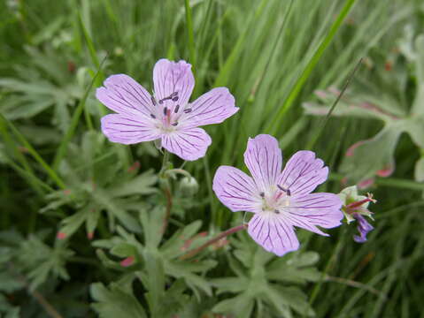 Imagem de Geranium subargenteum Lange ex Willk. & Lange