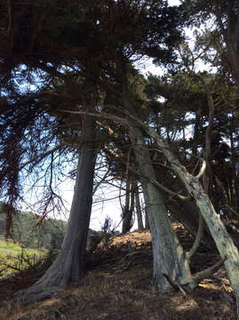 Image of Monterey cypress