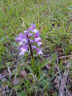 Anacamptis morio subsp. syriaca (E. G. Camus) H. Kretzschmar, Eccarius & H. Dietr.的圖片