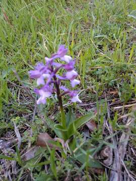 Image of Anacamptis morio subsp. syriaca (E. G. Camus) H. Kretzschmar, Eccarius & H. Dietr.