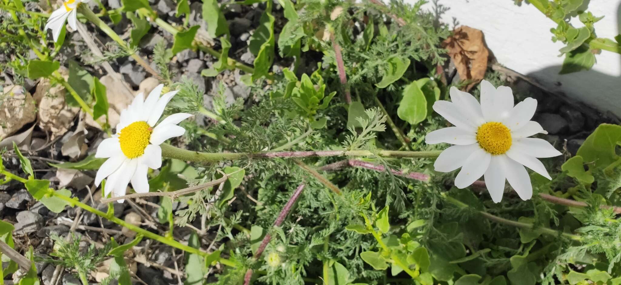 Image of Anacyclus radiatus subsp. coronatus (Murb.) Humphr.