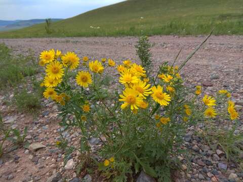 Image of Jacobaea ambracea (Turcz. ex DC.) B. Nord.