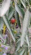 Image of Solanum nitidum Ruiz & Pav.