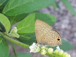 Imagem de Anthene lycaenina (Felder 1868)