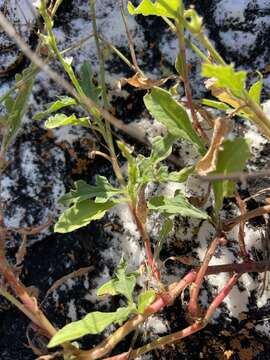 Image de Oxygonum sinuatum (Hochst. & Steud. ex Meisn.) Damm.