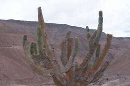 Image of Browningia candelaris (Meyen) Britton & Rose