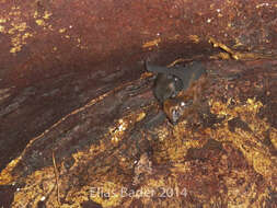 Image of Chestnut Sac-winged Bat