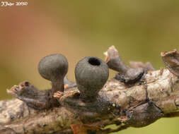 Image of Rutstroemia elatina (Alb. & Schwein.) Rehm 1893