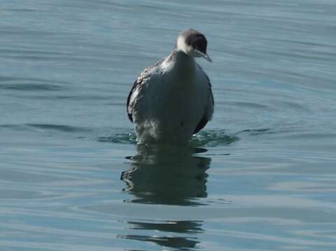 Image of Red-throated Diver