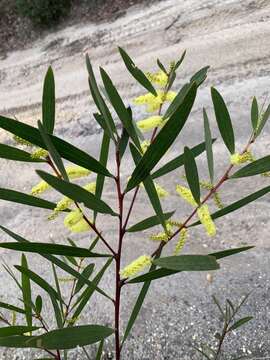 Imagem de Acacia longifolia subsp. longifolia