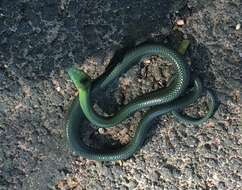 Image of Green mamba