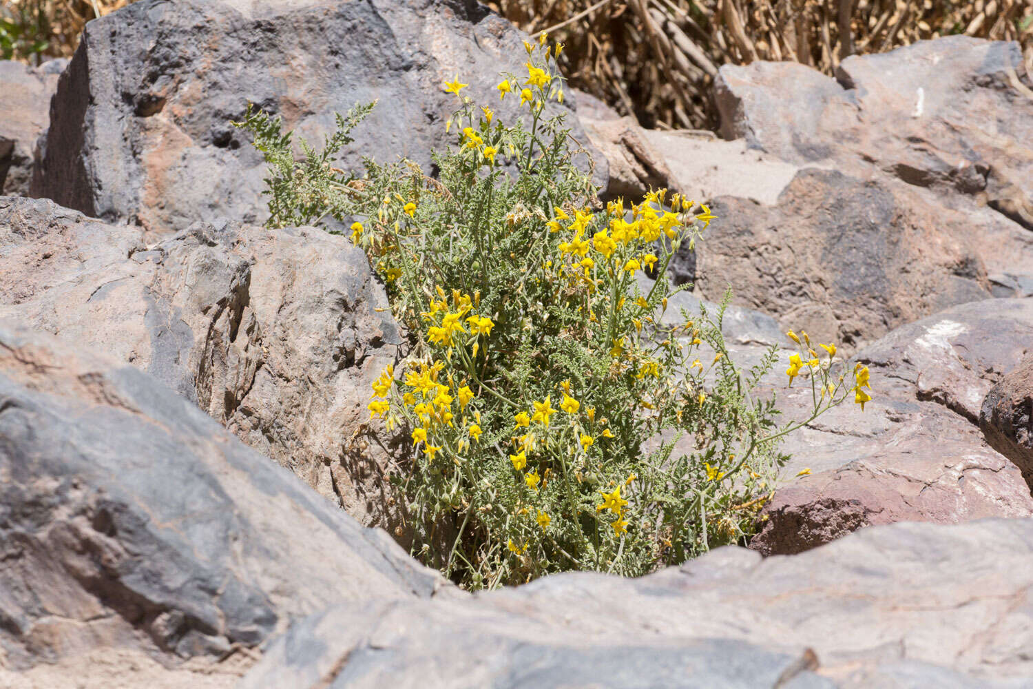 Image of Solanum chilense (Dun.) Reiche