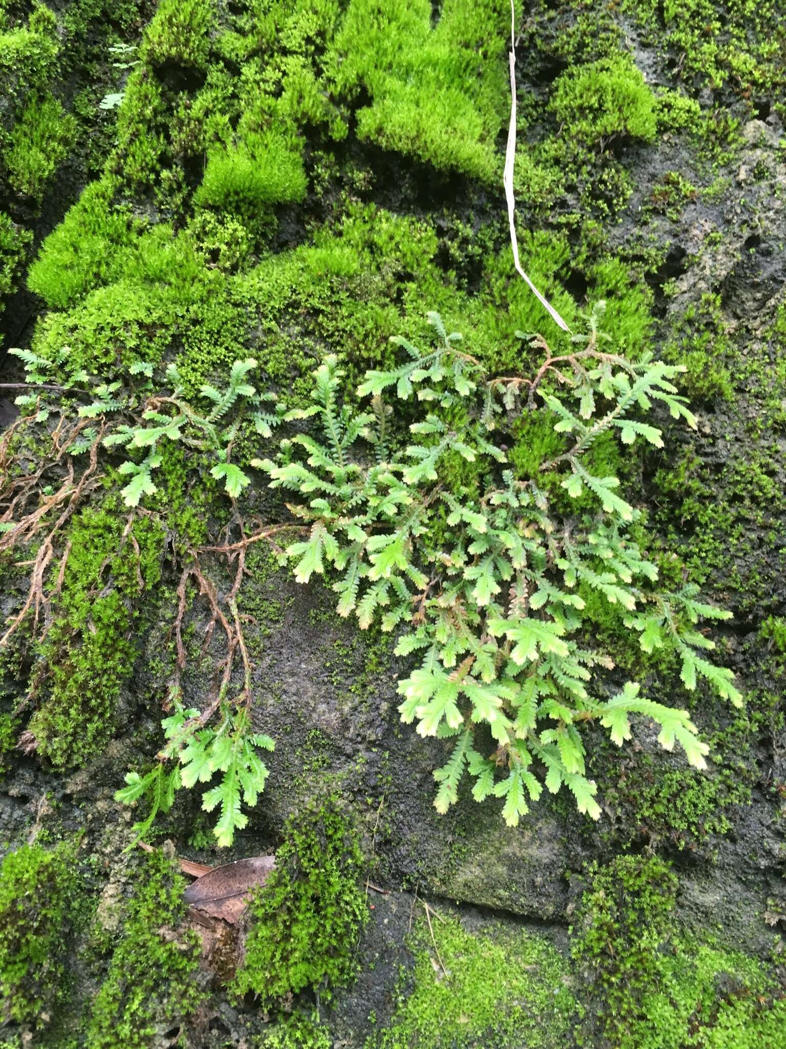 Image of Selaginella repanda (Desv. & Poir.) Spring