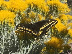 Imagem de <i>Papilio machaon bairdii</i>