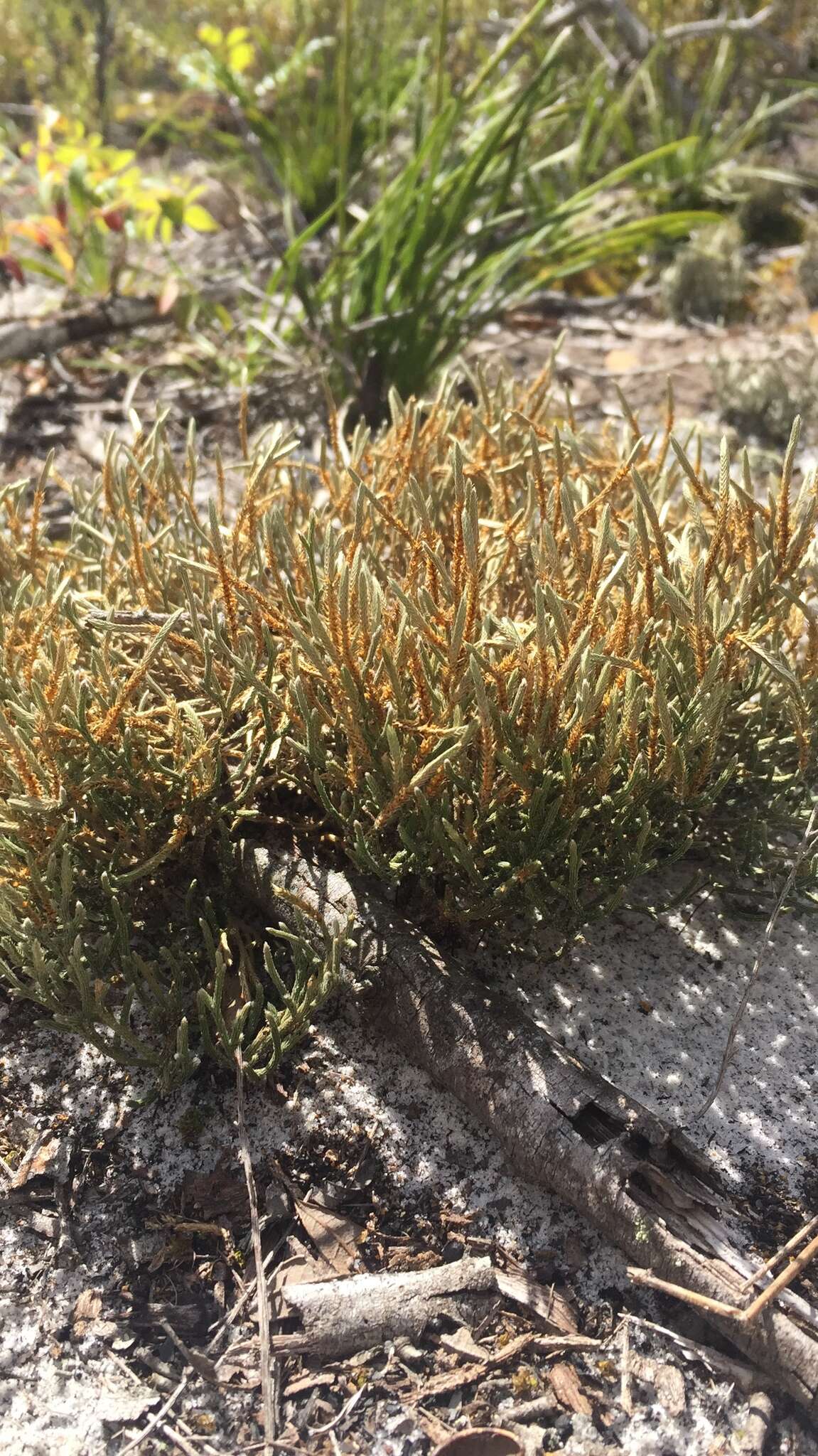 Image de Selaginella arenicola Underw.