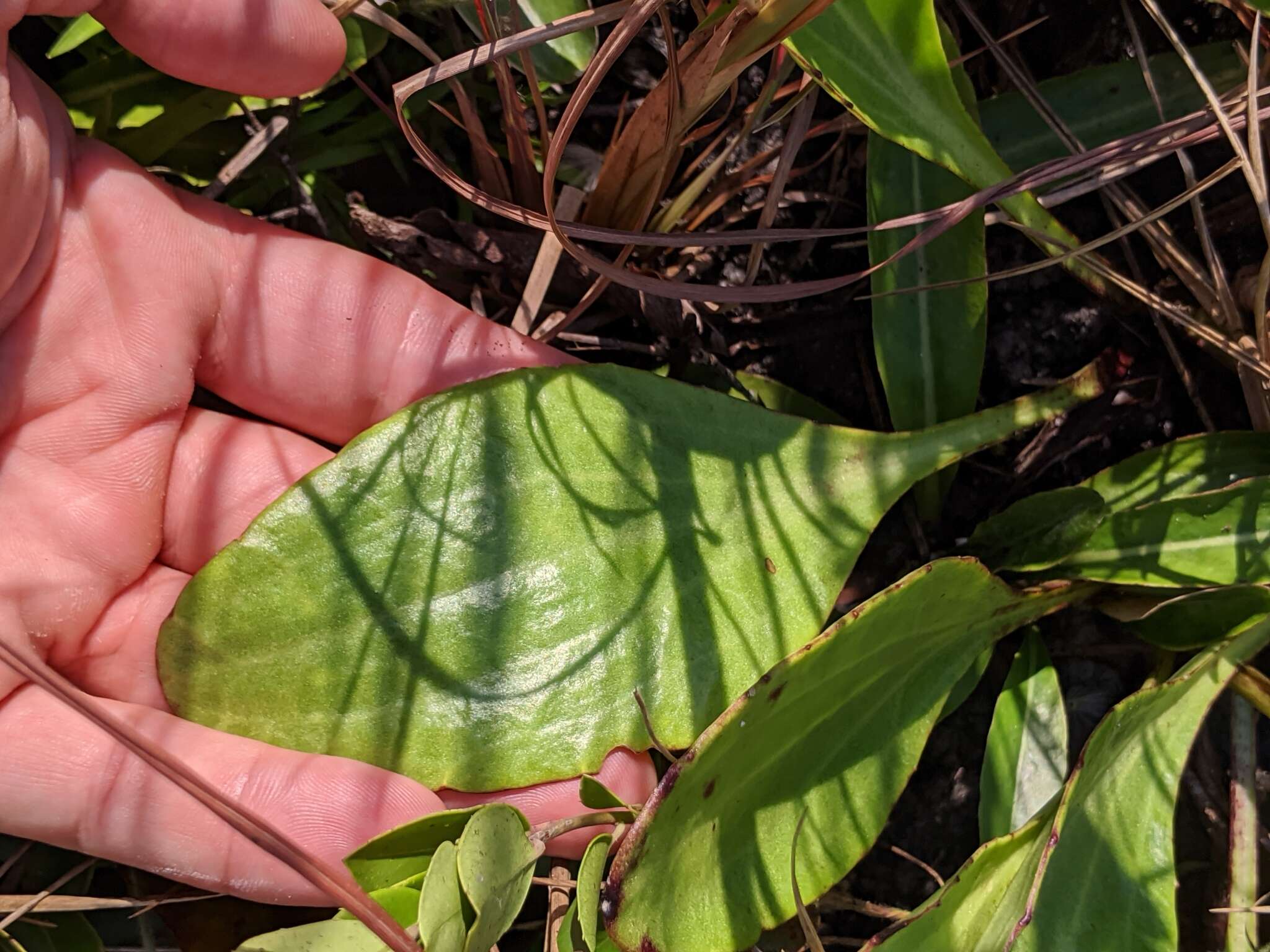 Image of White Indian Plantain