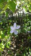 صورة Barleria phillyreifolia Baker