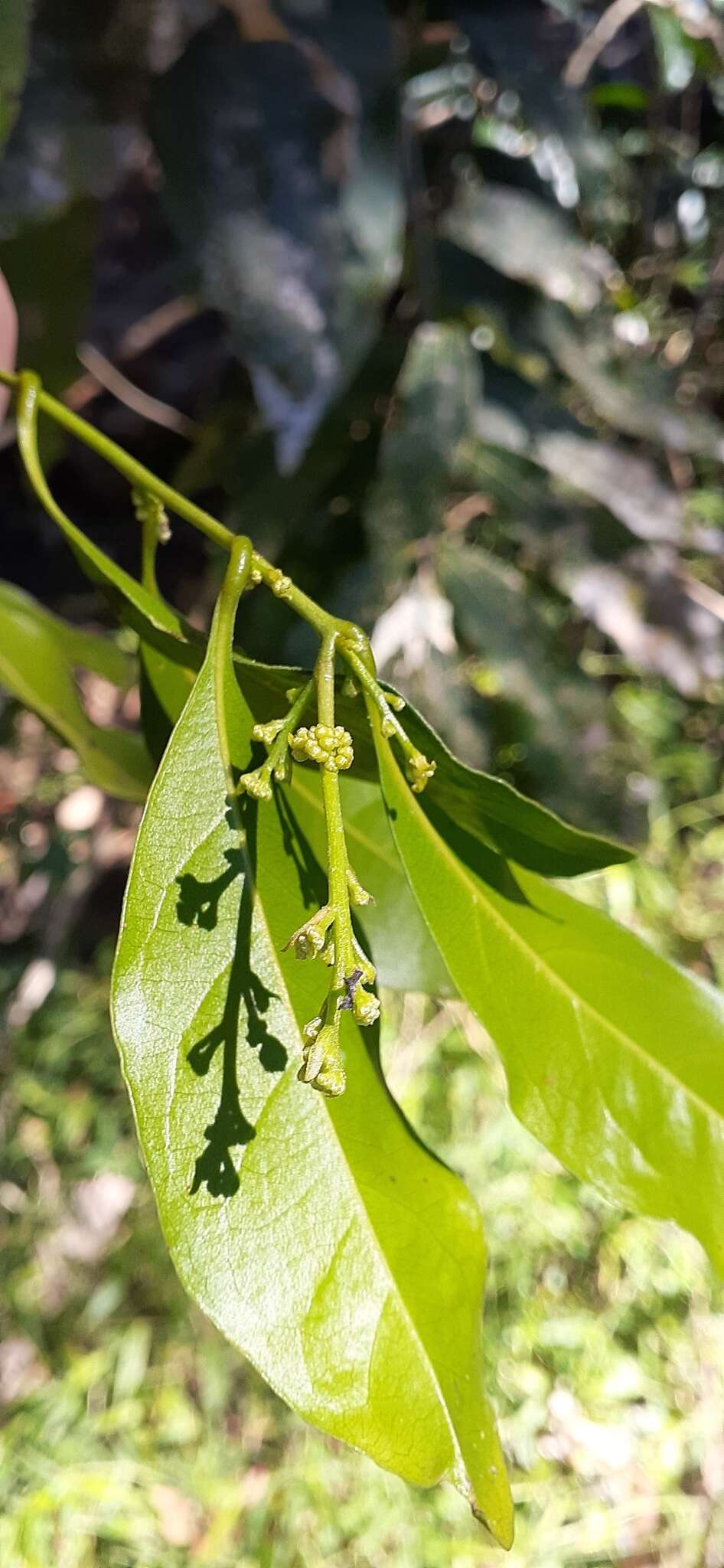 Image de Cryptocarya sclerophylla B. P. M. Hyland