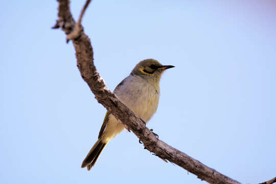 Image of Grey-fronted Honeyeater