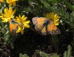 Image of Mead's Sulphur