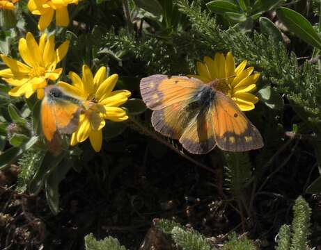 Colias meadii Edwards 1871 resmi