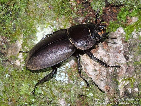 Image of smallstagbeetle