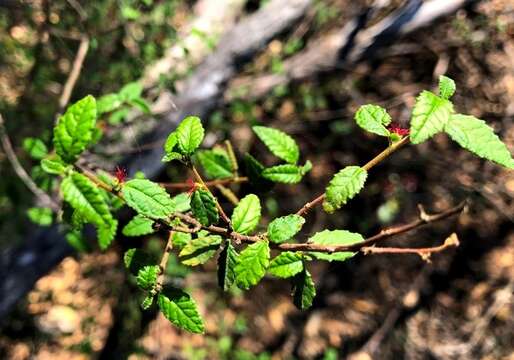 Acalypha eremorum Müll. Arg. resmi