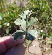 Image of geranium