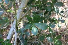 Image of Pseudopanax lessonii (DC.) K. Koch