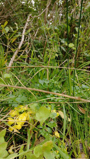 Image de Apium prostratum var. filiforme (A. Rich.) Kirk