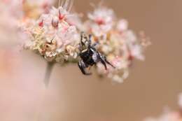 Image of Phidippus californicus Peckham & Peckham 1901