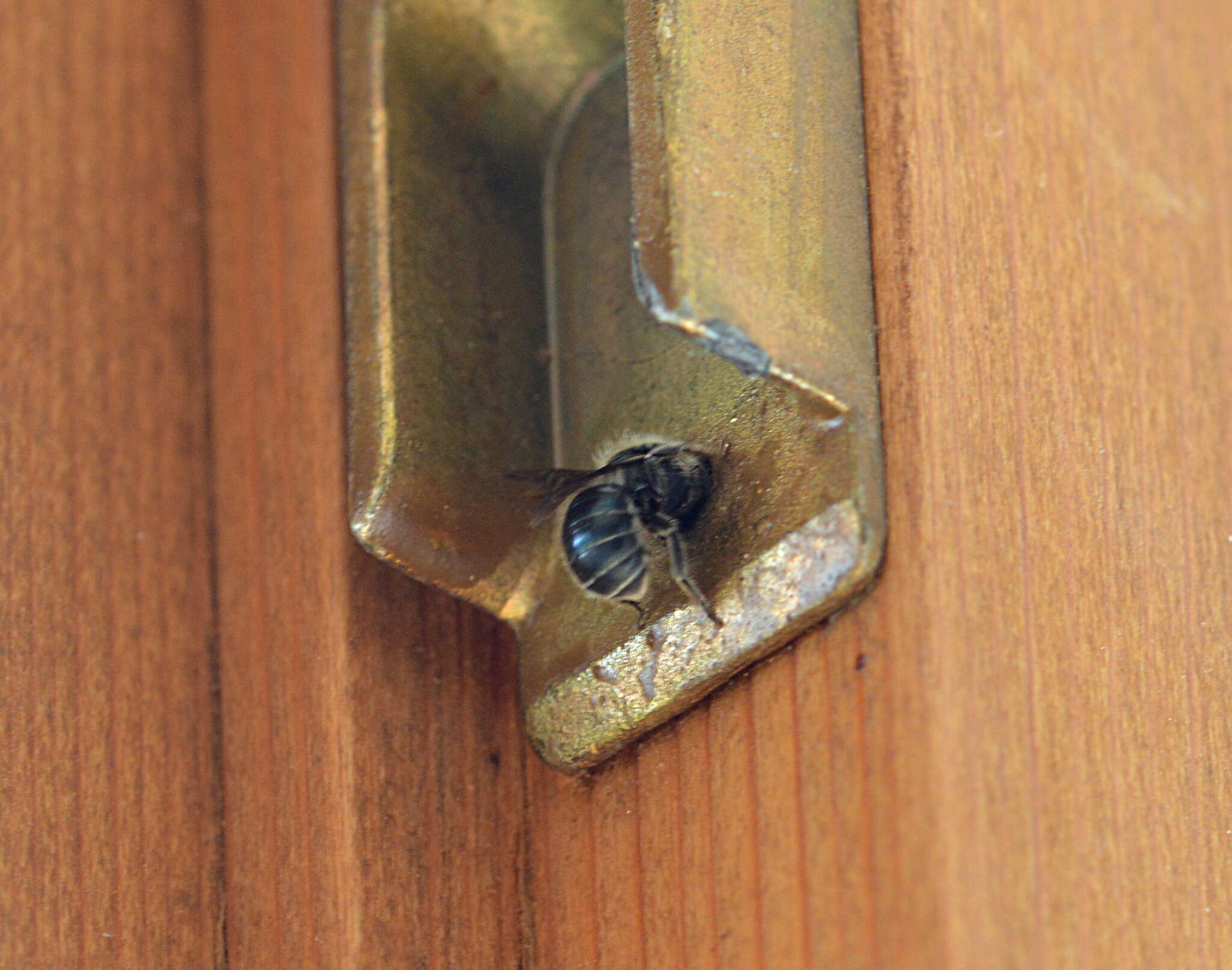 Image of Mason bee