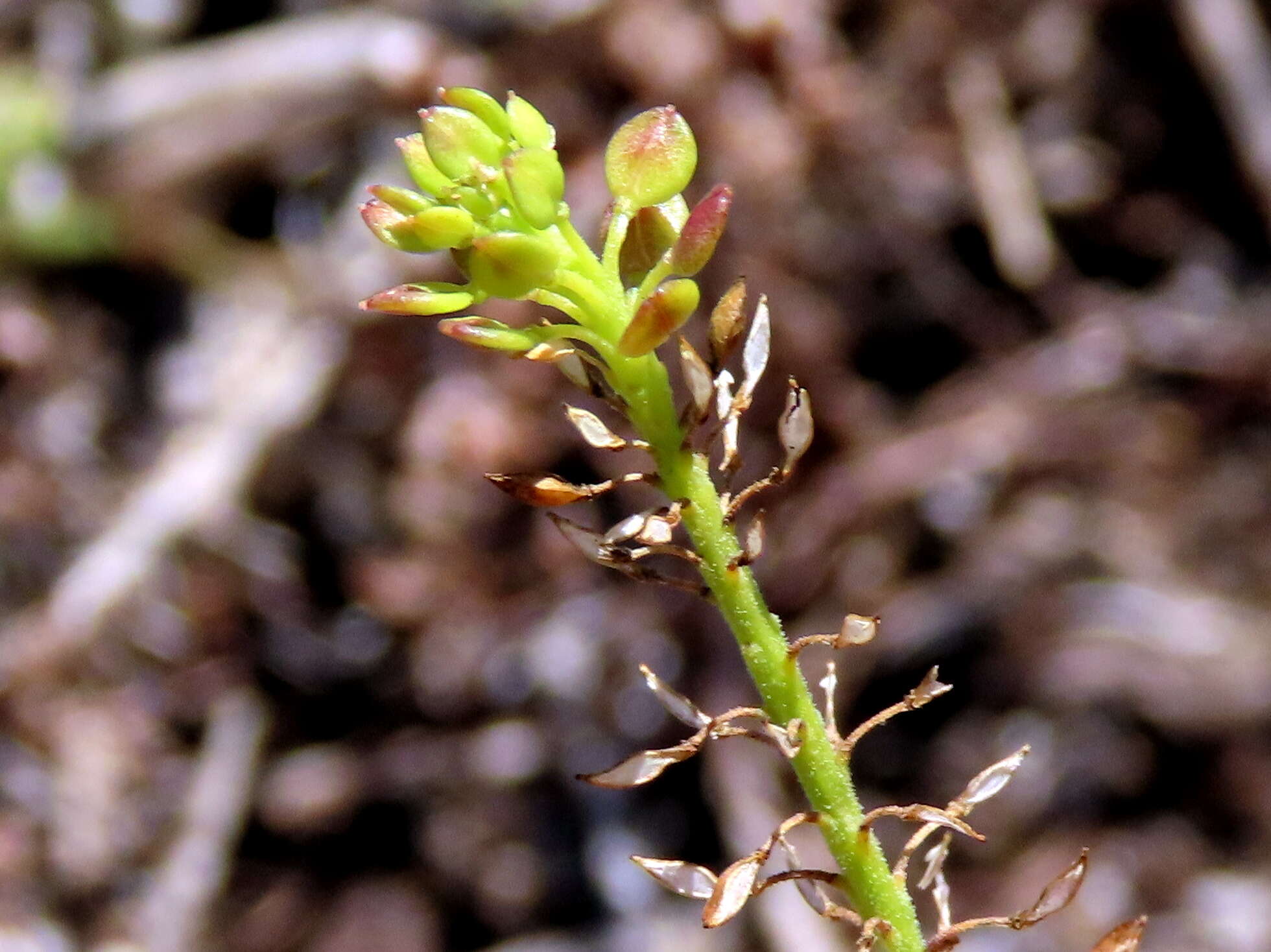 Sivun Lepidium capense Thunb. kuva