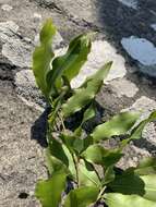 Image of Common forest ochna