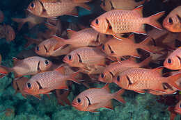 Image of Bigscale Soldierfish