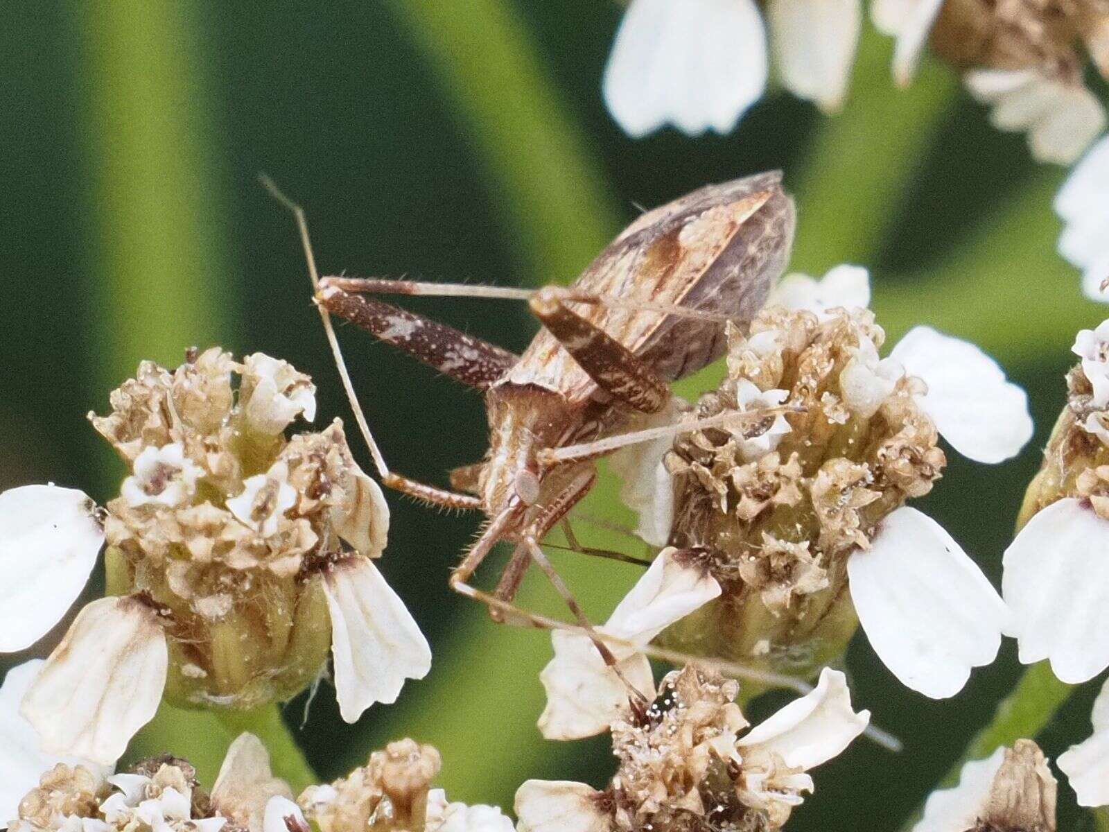 Image of Phytocoris varipes Boheman 1852