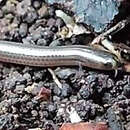 Image of Two-lined Blind Snake
