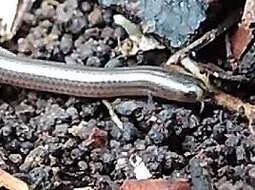 Image of Two-lined Blind Snake