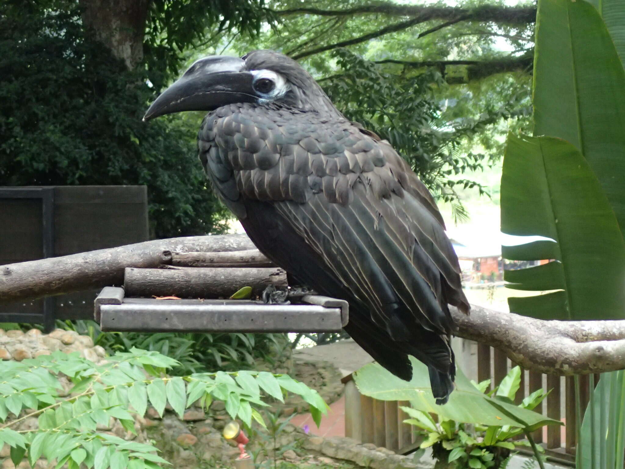 Image of Bushy-crested Hornbill