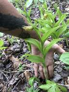 Imagem de Cypripedium parviflorum var. parviflorum