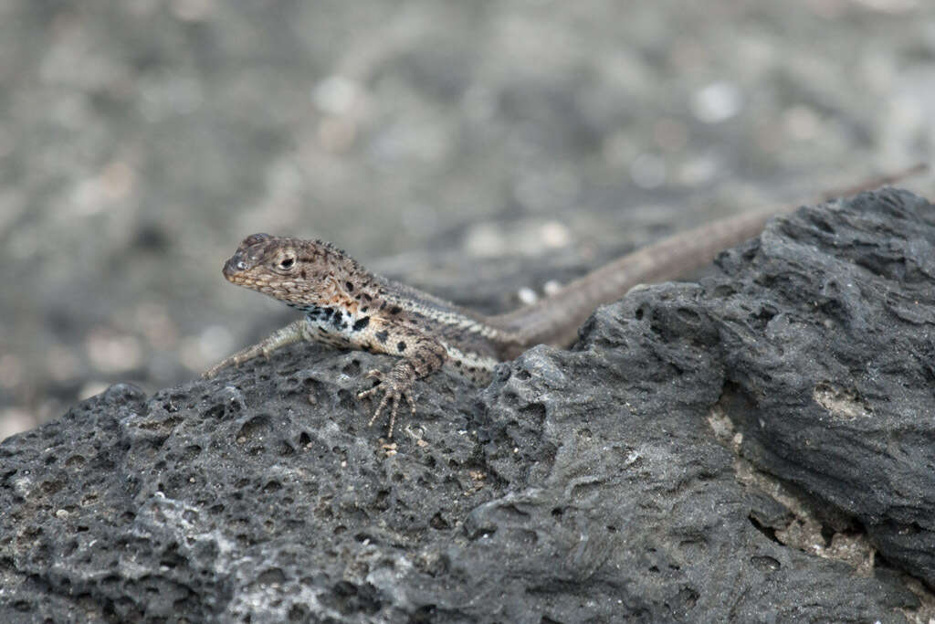 Plancia ëd Microlophus jacobii (Baur 1892)