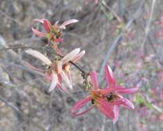 Image of Tetrapterys mexicana Hook. & Arn.