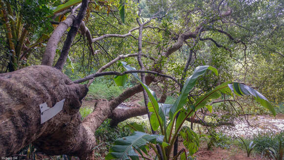 Image de Combretum erythrophyllum (Burch.) Sond.