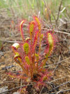 صورة Drosera anglica Huds.