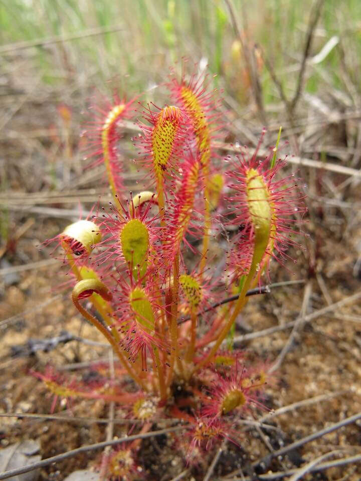 صورة Drosera anglica Huds.