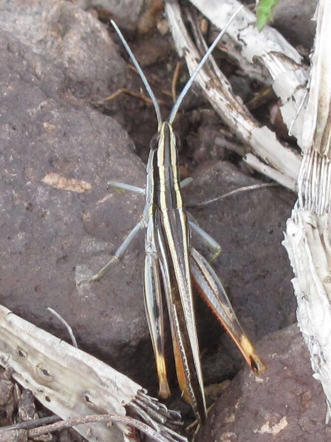 Image of Mermiria texana Bruner & L. 1889