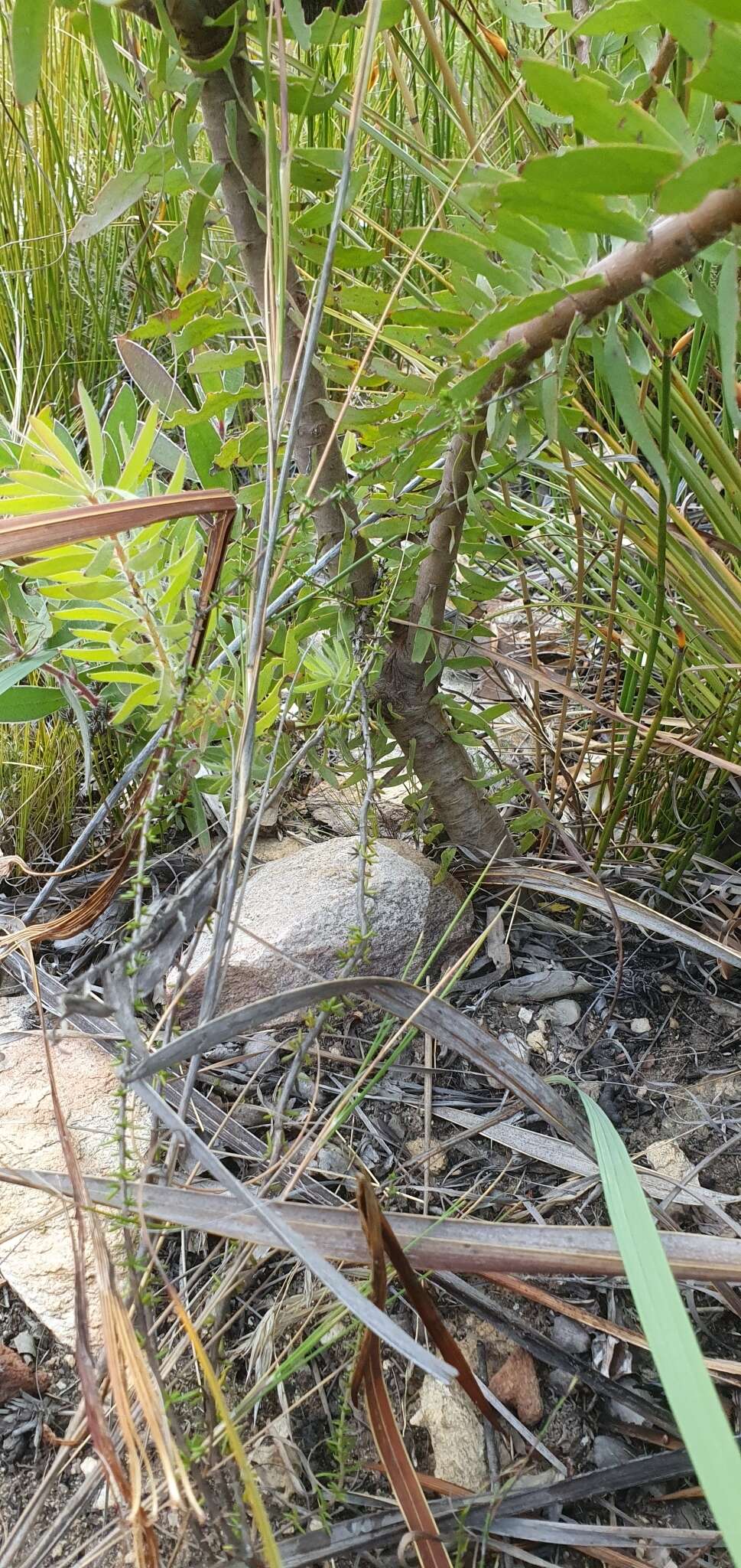 Image of Leucadendron cordatum E. Phillips